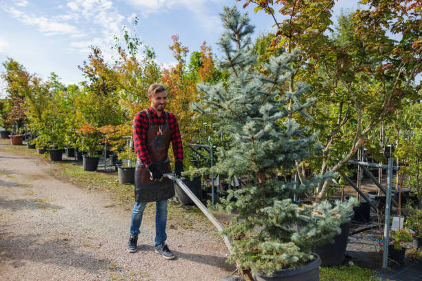 Tree Branch Trimming